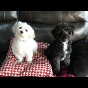 Meet your Posher, Robin